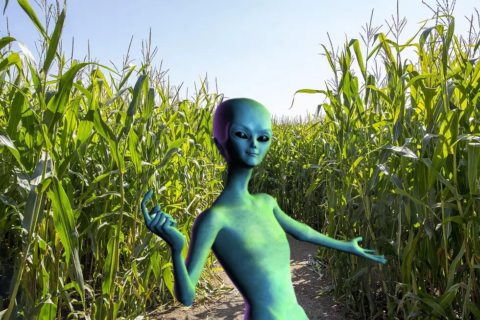 Aliens Have Landed at La Union: Corn Maze is Out of This World