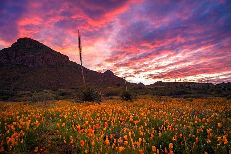 El Paso Poppies Fest 2023 draws nature lovers from across Borderland