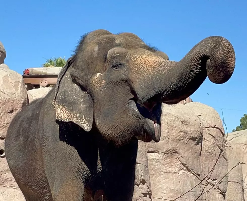 El Paso Zoo Throwing Savannah the Elephant a Jumbo Sized Birthday Bash