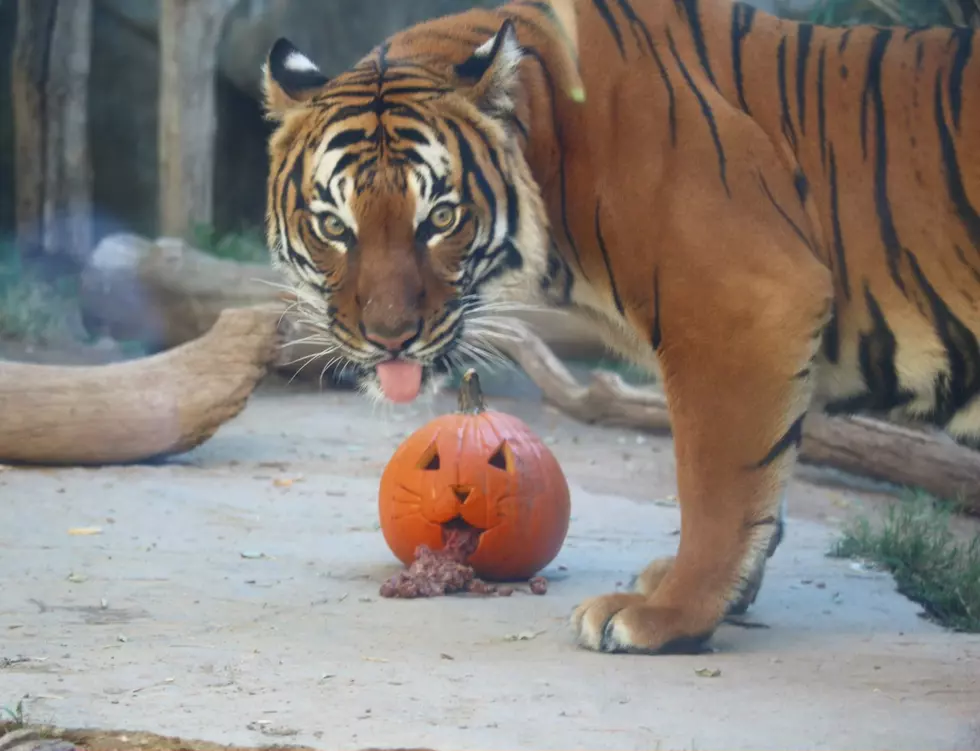 Boo At The Zoo Returns In 2022 With Plenty Family Halloween Fun