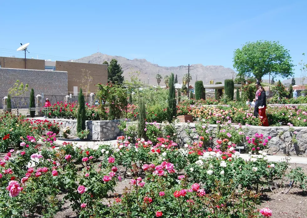 El Paso Municipal Rose Garden Opens, Ready to Showcase Spring Blooms
