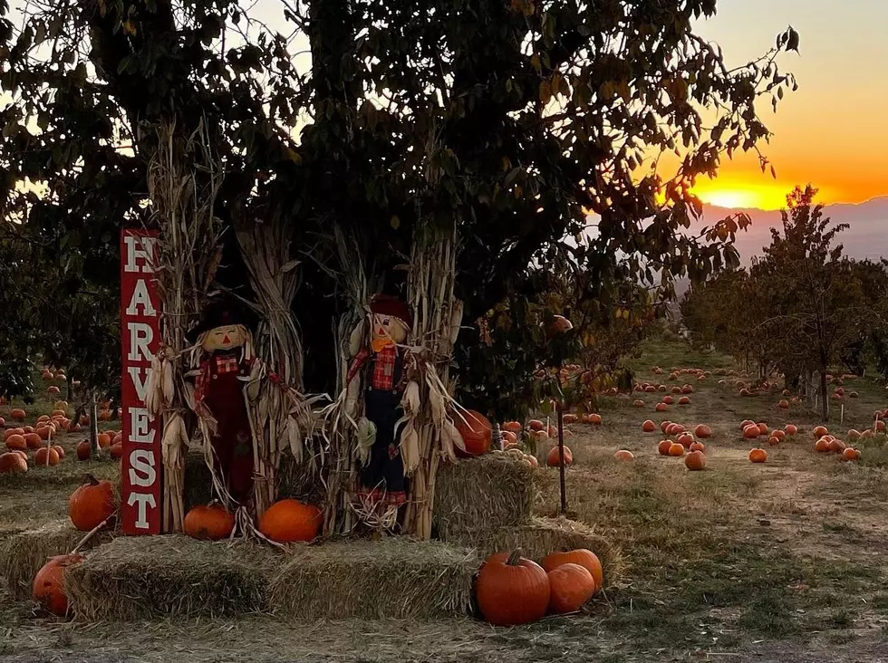 Pumpkin Picking Fall Harvest Fun Is a Day-Trip Worthy Drive From El Paso