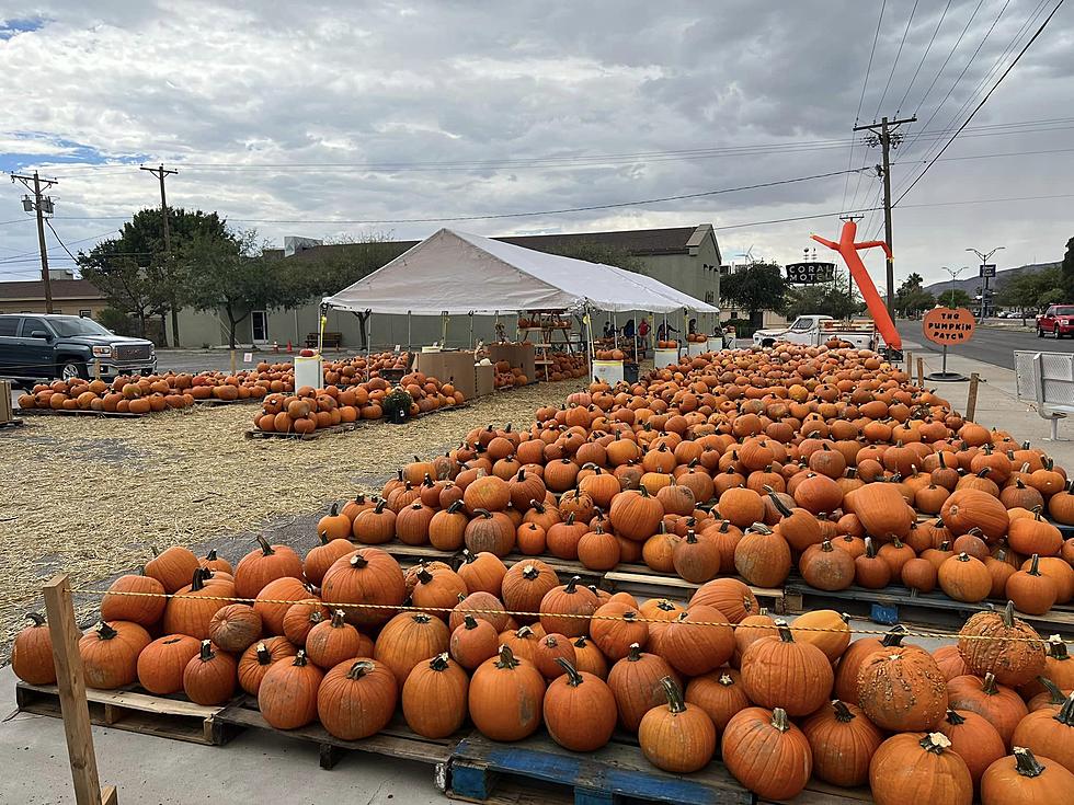 El Paso Pumpkin Patches for Those Who Don’t Want to Go to a Corn Maze