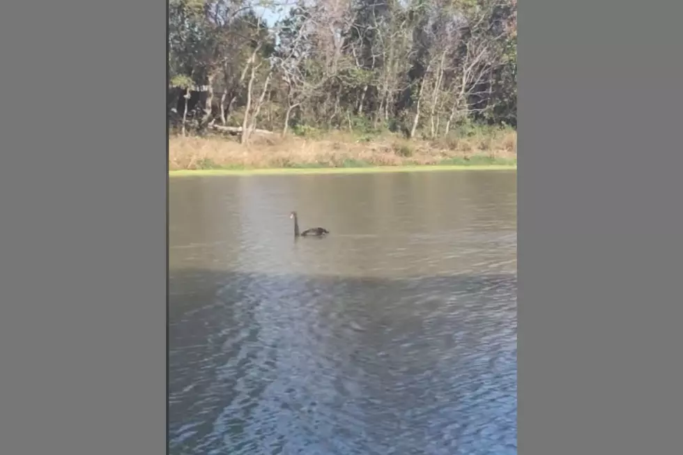 A Magical Sighting of a Rare Black Swan in Texas is Pure Joy