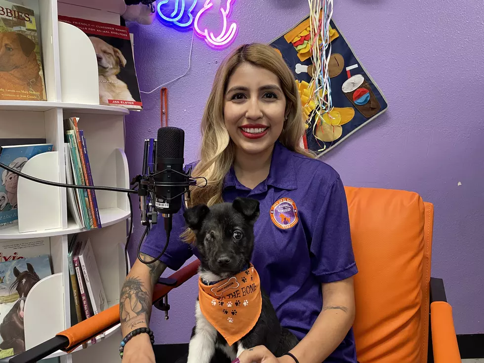 El Paso Animal Services To Debut New Podcast: EPAS Unleashed, A Pawcast