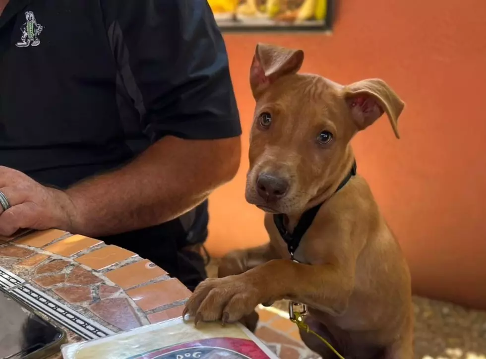 Borderland Restaurant among Top 100 Dog-Friendly Places to Dine in U.S.