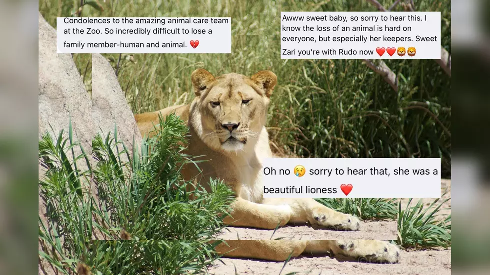 ‘Run Free Zari’: Locals Share Memories After Passing Of El Paso Zoo’s African Lioness, Zari