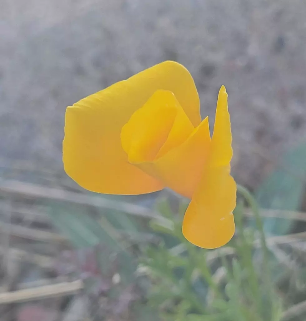 El Paso&#8217;s First Poppy of the Season Has Bloomed &#8211; Will There Be a Poppy Fest This Year?