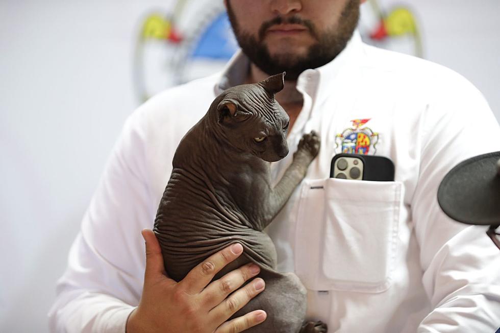 Good News: The Juarez Prison Cat Has Found A New Place To Call Home