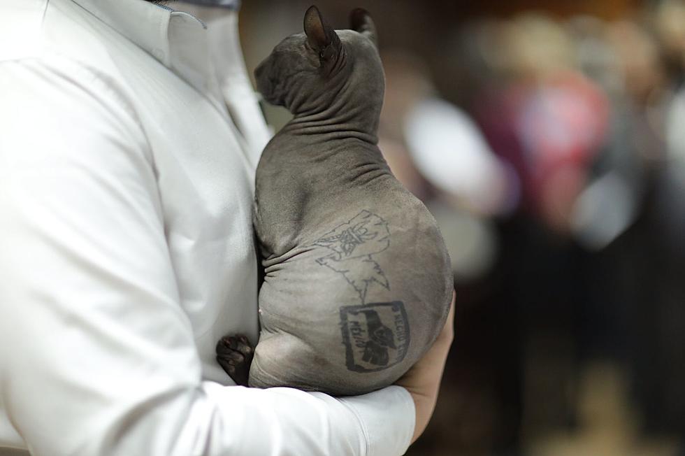 Former Cartel Owned, Tattooed Juarez Cat Is Hoping To Be Adopted Soon