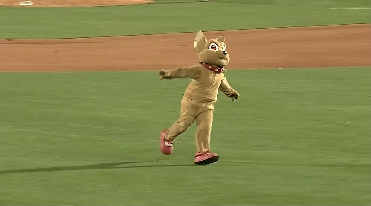 Meet Chico, The El Paso Chihuahuas New Mascot