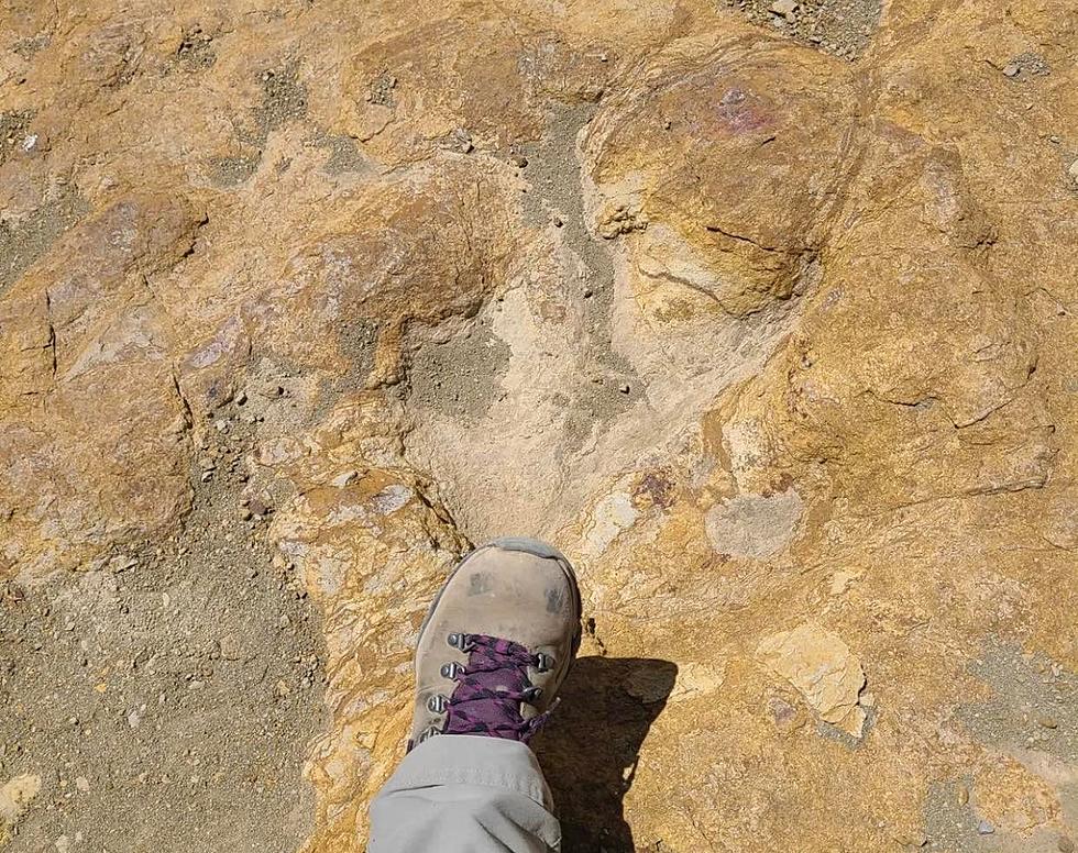 Explore Path Dinosaurs Walked on Guided El Paso DinoTracks Hike