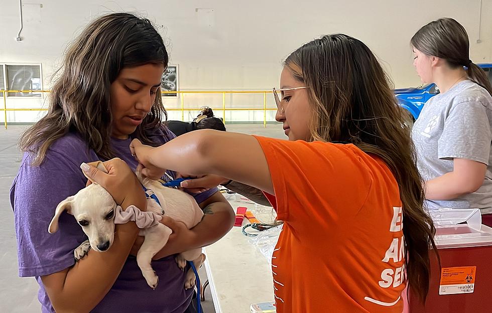 El Paso Animal Services to Host Free Drive-Thru Pet Vaccination, Microchip Event