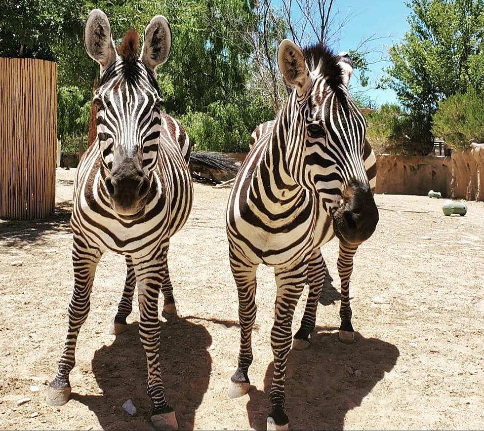 El Paso Zoo Extended Hours Bring Evening Fun to Saturdays in July