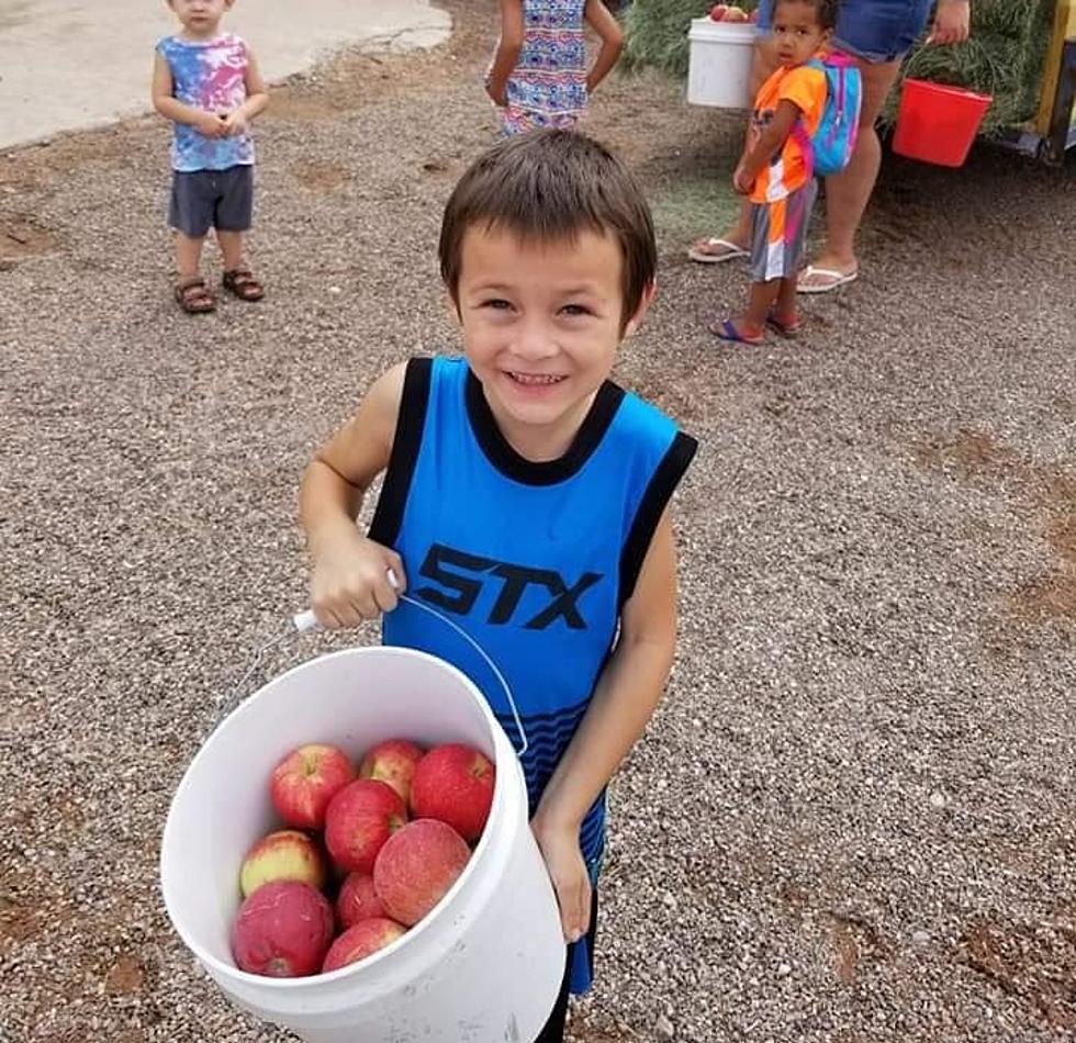 Apple Picking Season is Here – When and Where to Visit Orchards Near El Paso