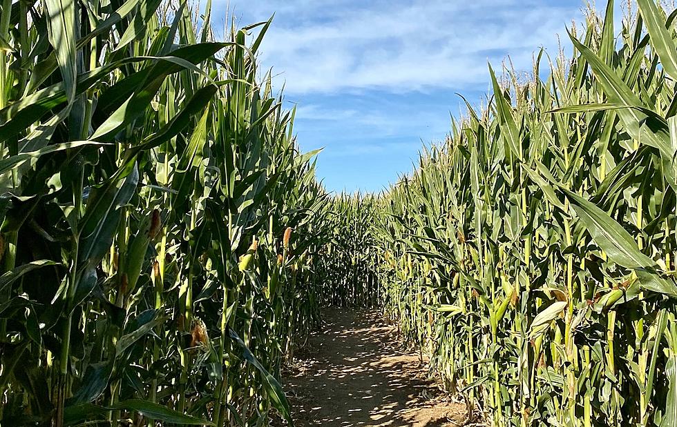 First Look at La Union Maze 2023 Corn Maze Design