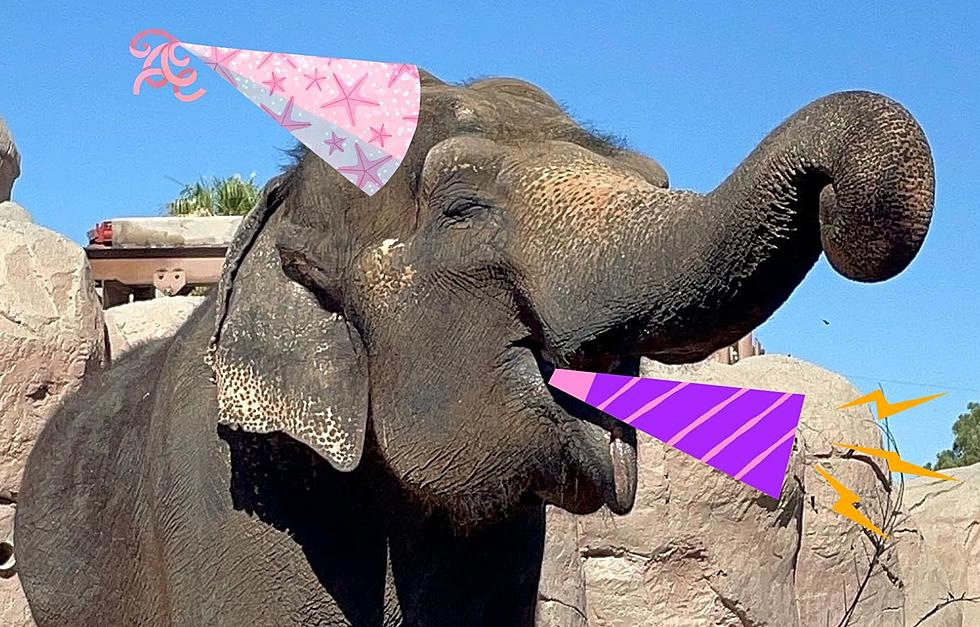 Trunkloads of Fun to Be Had at El Paso Zoo Bday Party for Savannah