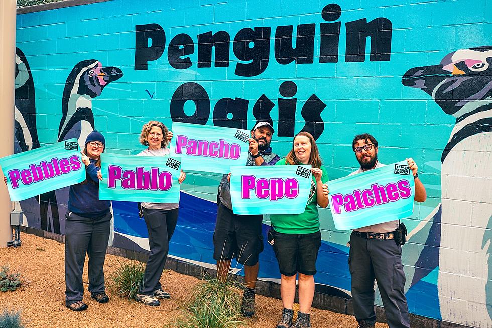 You Can Help Choose The Name Of The El Paso Zoo&#8217;s Penguin Mascot