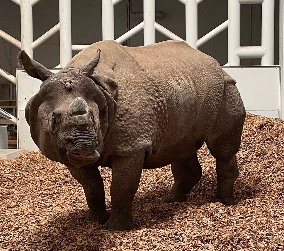 Courtesy: El Paso Zoo