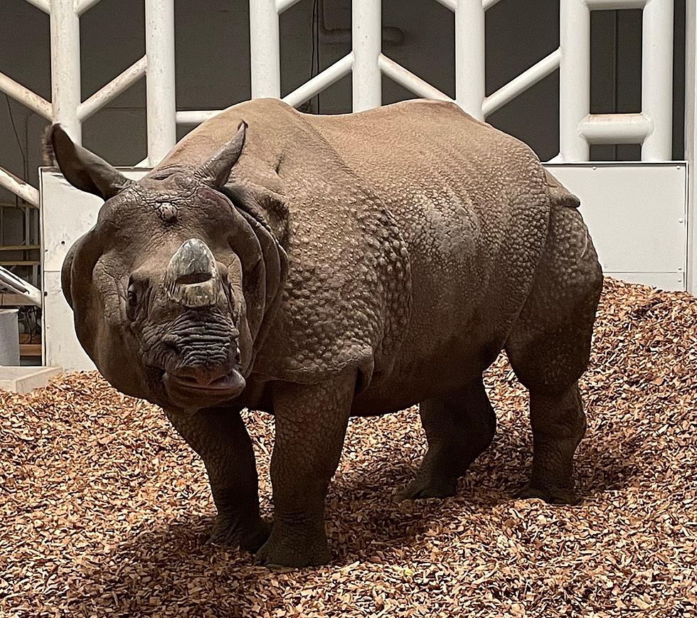Meet Taj The Rhino, The Newest Addition To The El Paso Zoo Family
