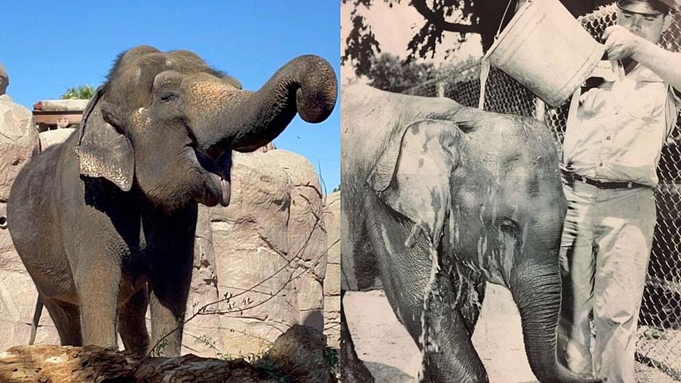 Remembering Savannah the Elephant’s 27 Years at El Paso Zoo