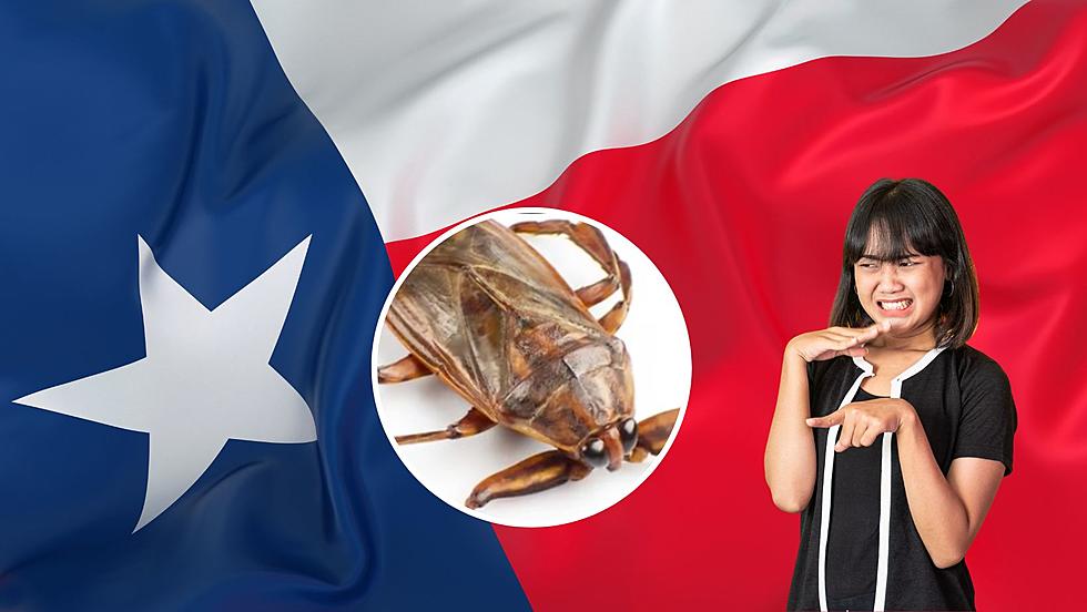 Texans Beware of the Scary Toe-Biter Insect!