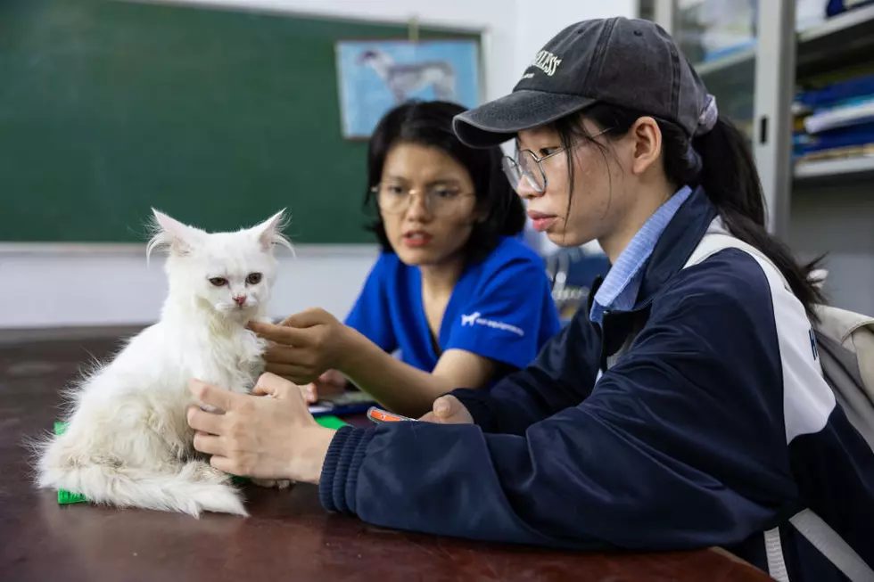 Hanoi Community Veterinary Clinic Offers Unique Animal Acupuncture Treatments