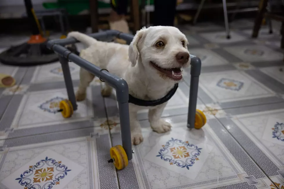 Hanoi Community Veterinary Clinic Offers Unique Animal Acupuncture Treatments
