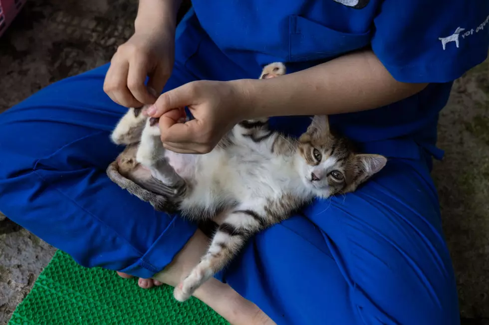 Hanoi Community Veterinary Clinic Offers Unique Animal Acupuncture Treatments