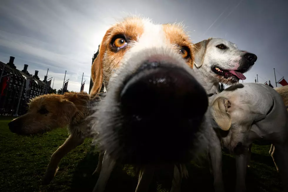 Countryside Alliance Protest Against Labour's Proposed Trail Hunting Ban