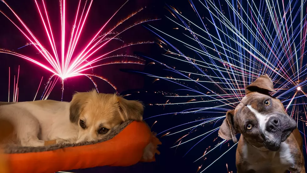 How Texans Can Get FREE Calming Treats For Their Dog This 4th of July