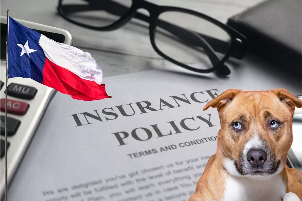 Texas Pet Owners Shocked After Nationwide Cancels Pet Insurance