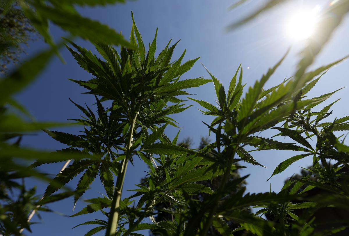 New Texas Medical Marijuana Laws