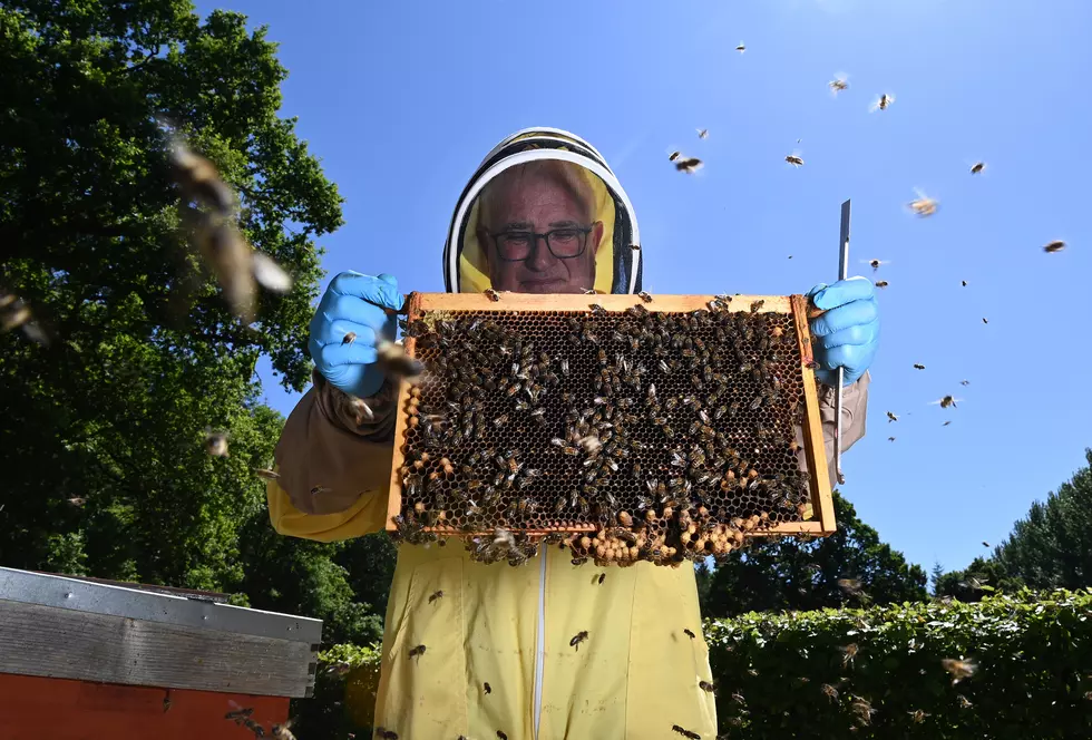 Paseo Del Norte Beekeepers Association Wants You To Help Save The Bees