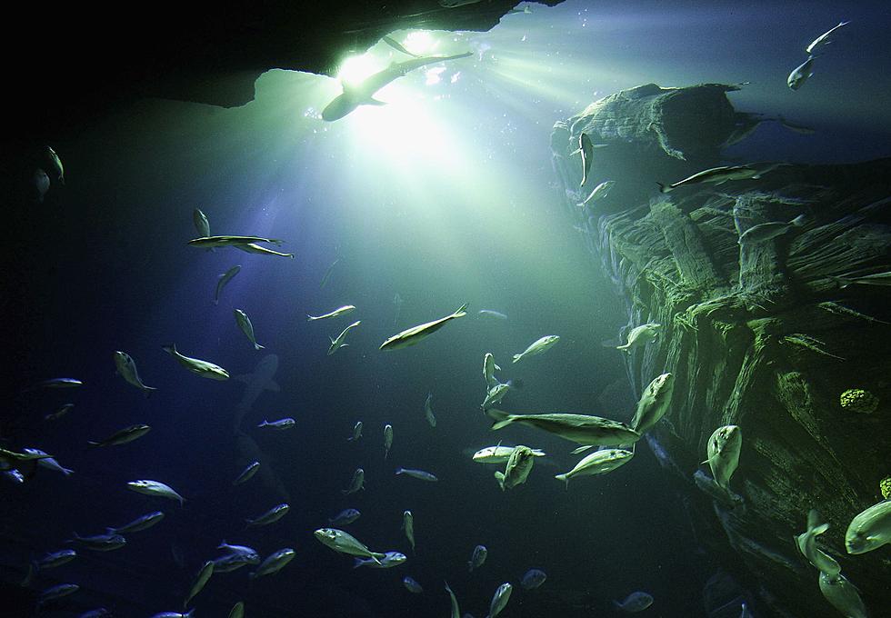 Seattle Aquarium Needs Your Help to Expand