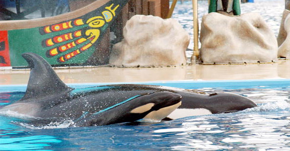 Blackfish Documentary Scores a Win – SeaWorld to End Its Killer Whale Show