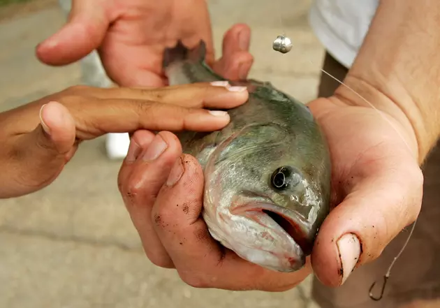 Officials: Fish Caught Near Bateman Island Not Safe to Eat