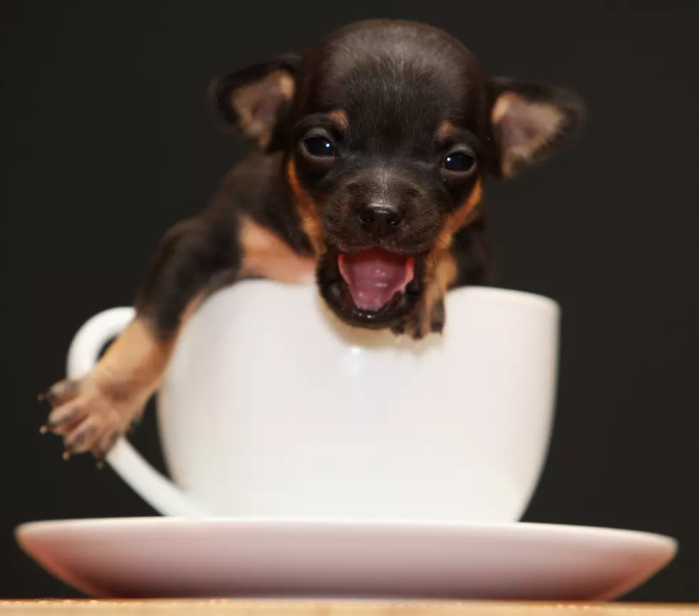 Dogs cup. Чихуахуа БУБУ. Собаки которые помещаются в чашку. Собачки которые помещаются в кружку. Маленькие собачки в кружке.