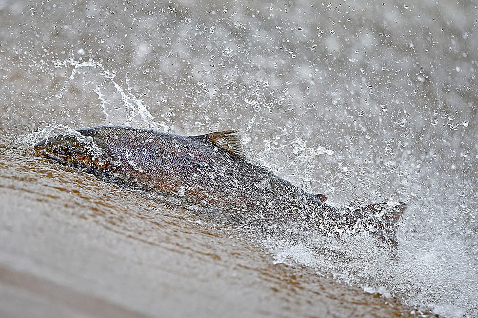New ‘Salmon Shotgun’ Sends Fish Over Damn 20mph