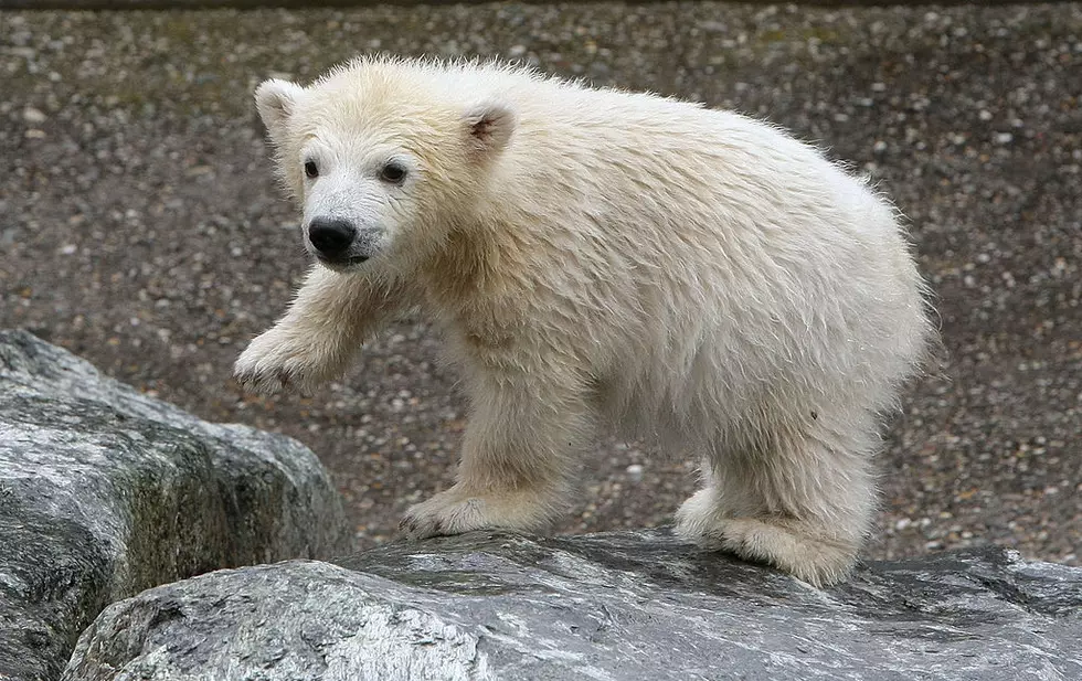 Portland Zoo Gets Cute New Polar Bear Named Nora