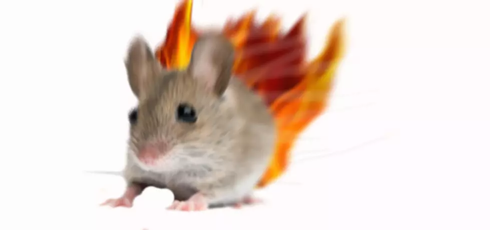 Burning Mice Restarting Field Fires in Touchet