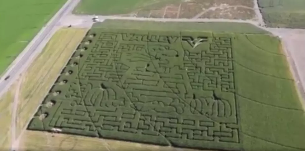 Get A-MAZE-d by the Snoopy-Themed Attraction Near Pasco
