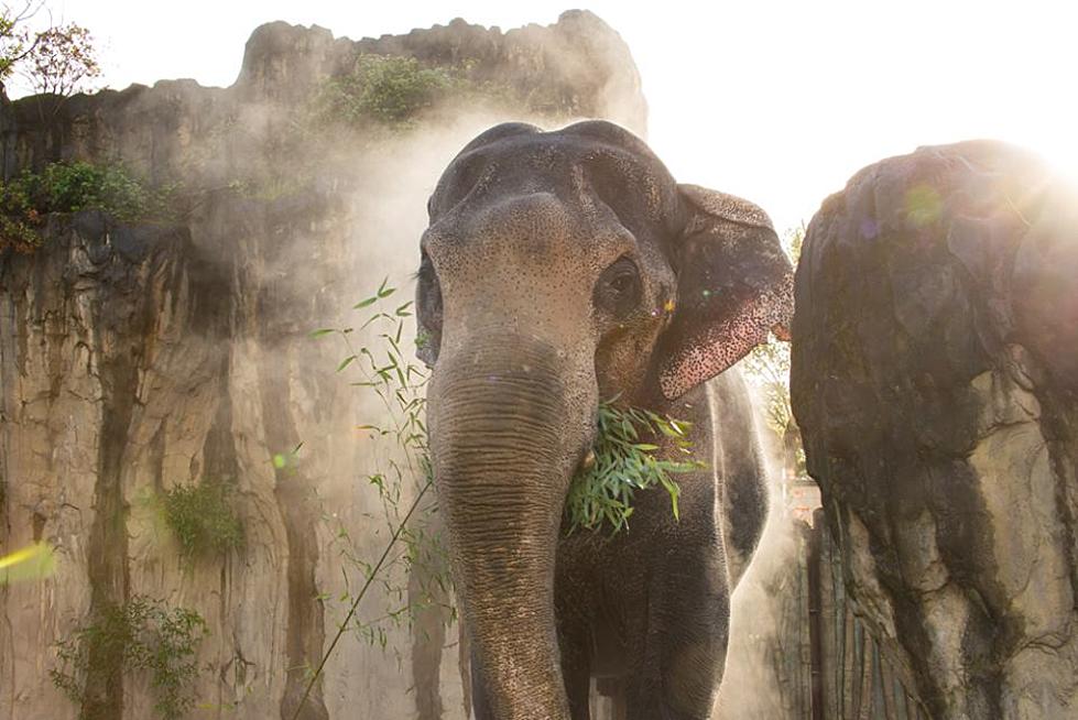 Beloved Portland Elephant Dies at Age 54
