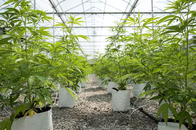 Oregon Pot Raises $75 Million in Taxes They Can&#8217;t Spend&#8230;Yet