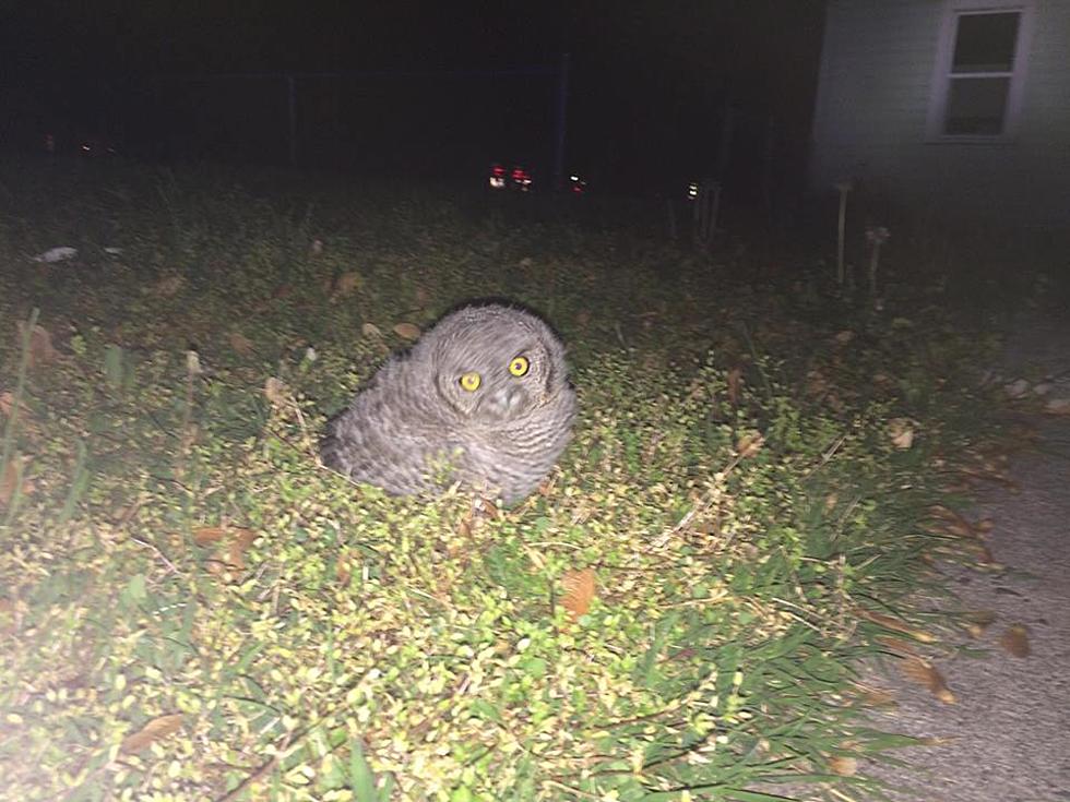 Kennewick PD Rescues Baby Owl and Yes, It’s Adorable!
