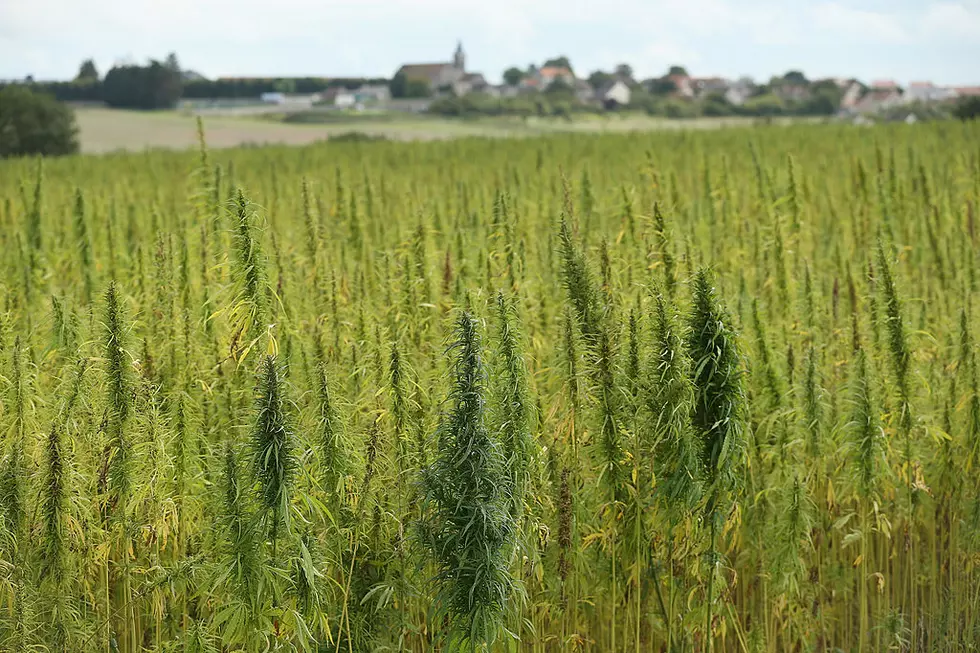 Moses Lake Farm First to Grow Legal Hemp in Washington