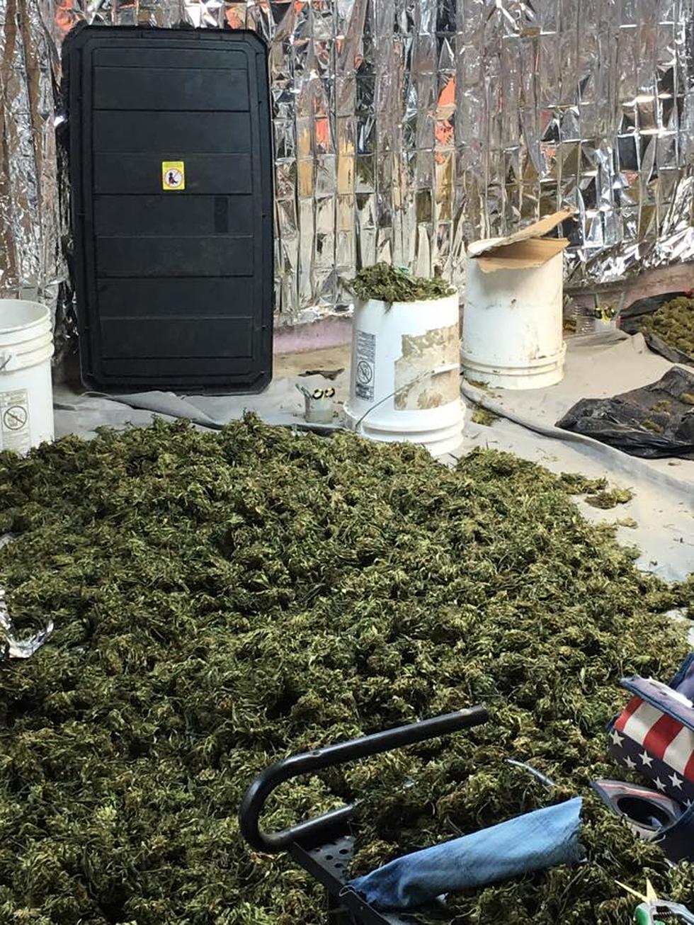 Happy Daze: 1500 Illegal Marijuana Plants Seized by Cunningham