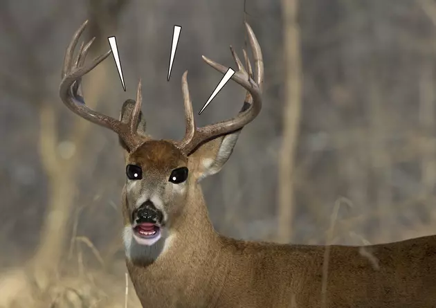 Deer in Washington Found to Have AHD!!!&#8230;For the First Time