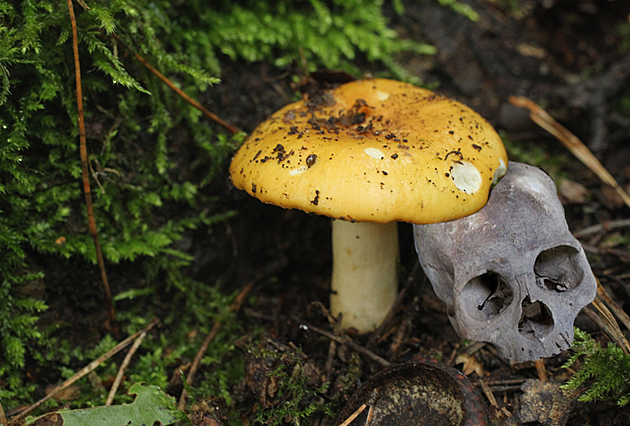 Mushroom Pickers Find Old Human Skull Near Tacoma