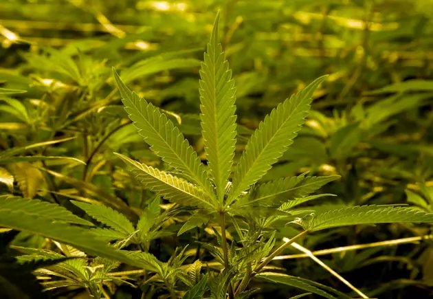 Yakima to Vote Again on Marijuana Ban This November